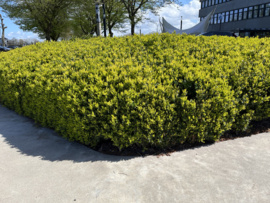 Ilex crenata Green Hedge - Buxus vervanger