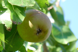 Pyrus communis 'Beurre Hardy' halfstam peer