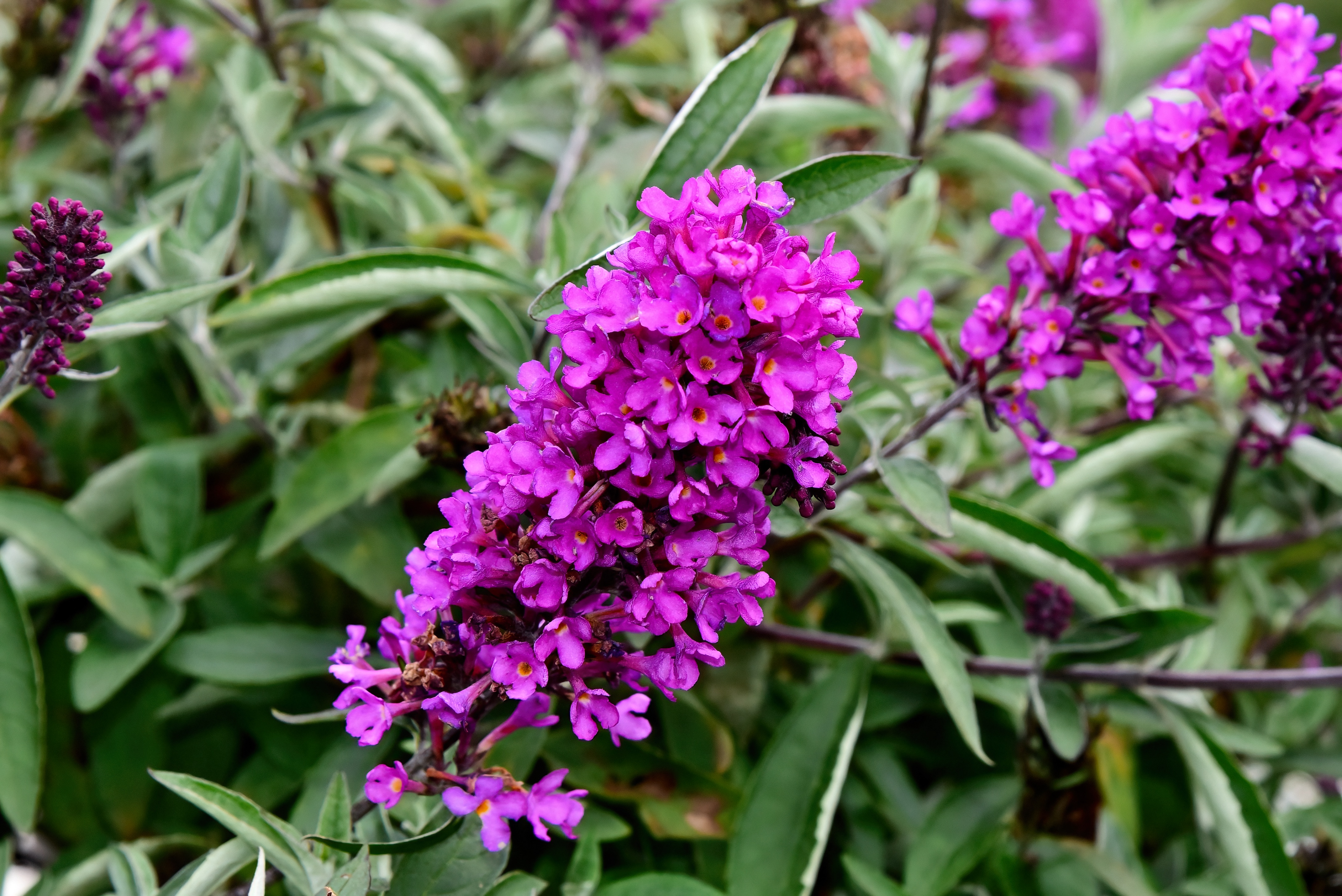 Buddleja Free Petit 'Tutti Frutti'