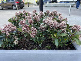 Skimmia japonica ‘Rubbela’