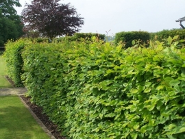 Haagbeuk | Carpinus betulus | bladverliezende beuk