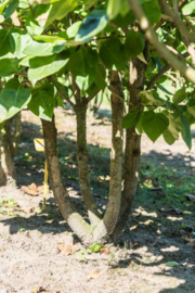 Sering meerstammig Syringa hoogte 200-250 cm.