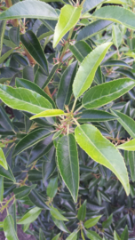 Portugese laurier (Prunus lusitanica 'Angustifolia') hoogstam