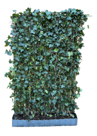 Hedera helix 'Woerner ' kant en klaar haag 120x180 cm.