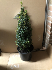 Buxus sempervirens piramide 40 cm.