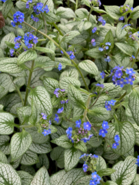 Brunnera macr. 'Sea Heart'