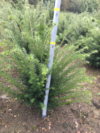 Taxus baccata - Venijnboom haagplanten