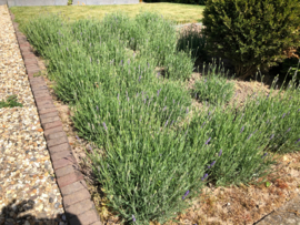 Lavendel (lavandula) ang. Hidcote