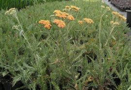 Achillea millefolium -  Duizendblad
