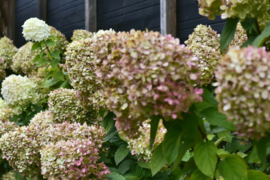 Pluimhortensia | Hydrangea pan. 'Limelight'