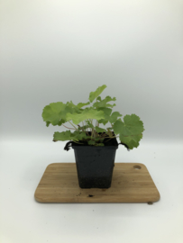 Alchemilla mollis vrouwenmantel