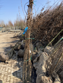 Betula pendula Ruwe berk - meerstemmig 200-250 cm