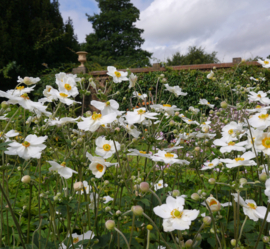 Anemone 'Honorine Jobert'