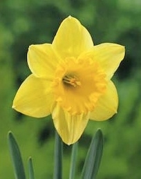 Narcissen Carlton kleur geel prachtig sterk soort