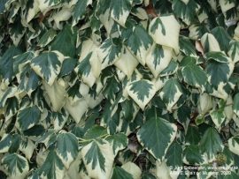 Hedera col. 'Dentata Variegata' bonte klimop