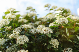 Viburnum tinus 30-40 C2 groenblijvende sneeuwbal