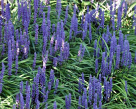 Liriope muscari 'Moneymaker' - Leliegras