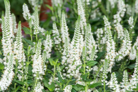 Veronica spicata - Ereprijs wit