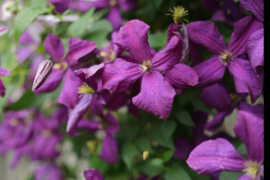 Clematis 'Polish Spirit'