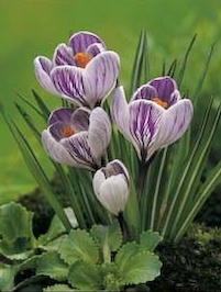 Crocussen