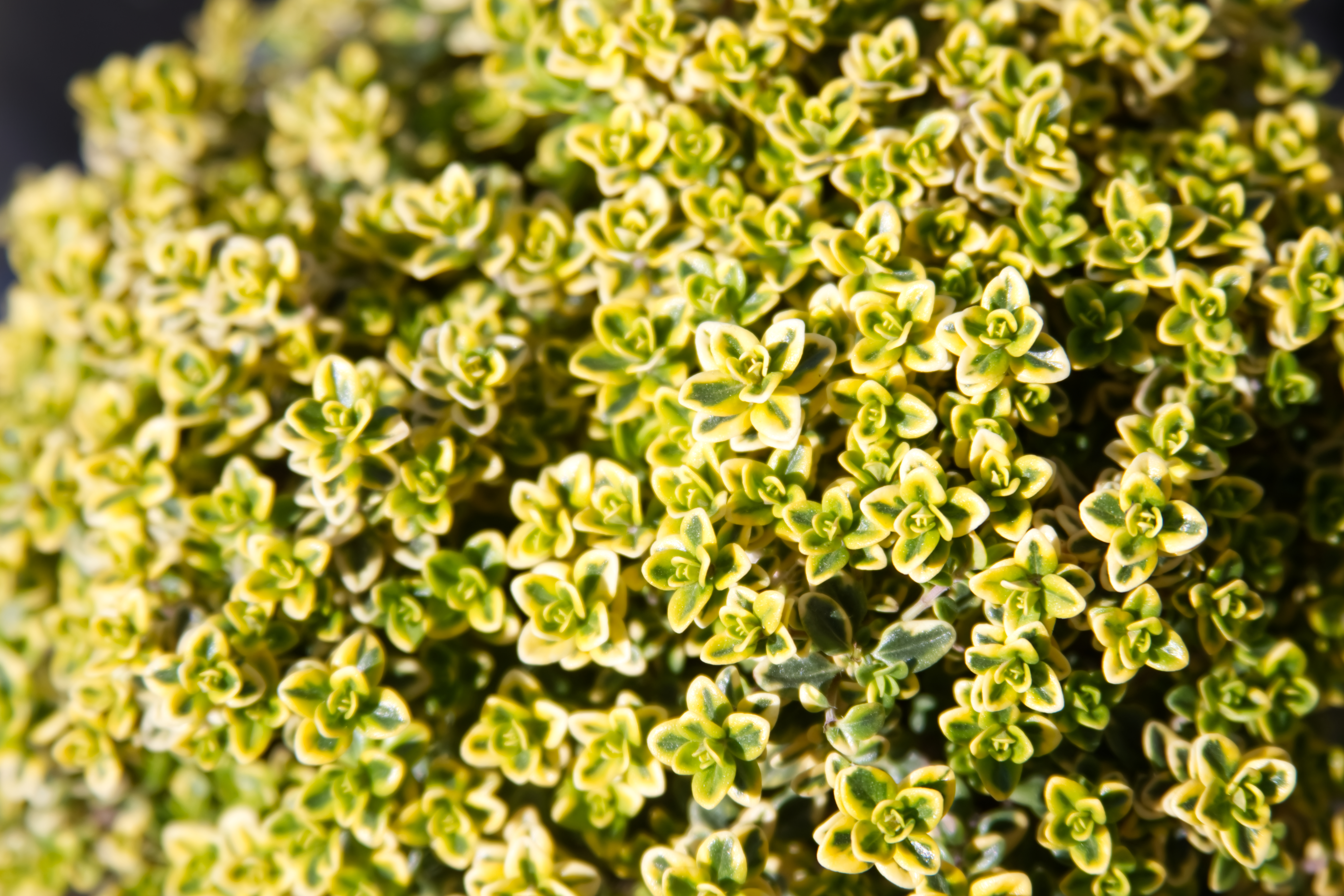 Thymus citriodorus 'Aureus'