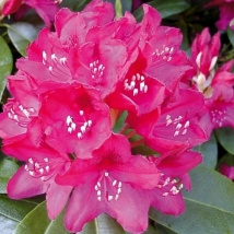 Rhododendron