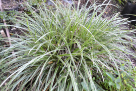 Carex morrowii 'Ice Dance' - Zegge