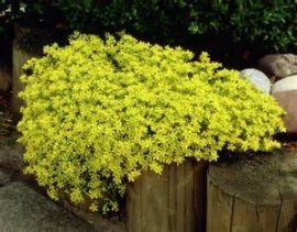 Sedum