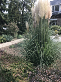 Cortaderia selloana - Pampasgras