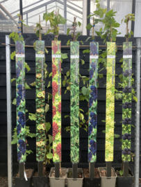 Witte druif Vitis 'Fanny'
