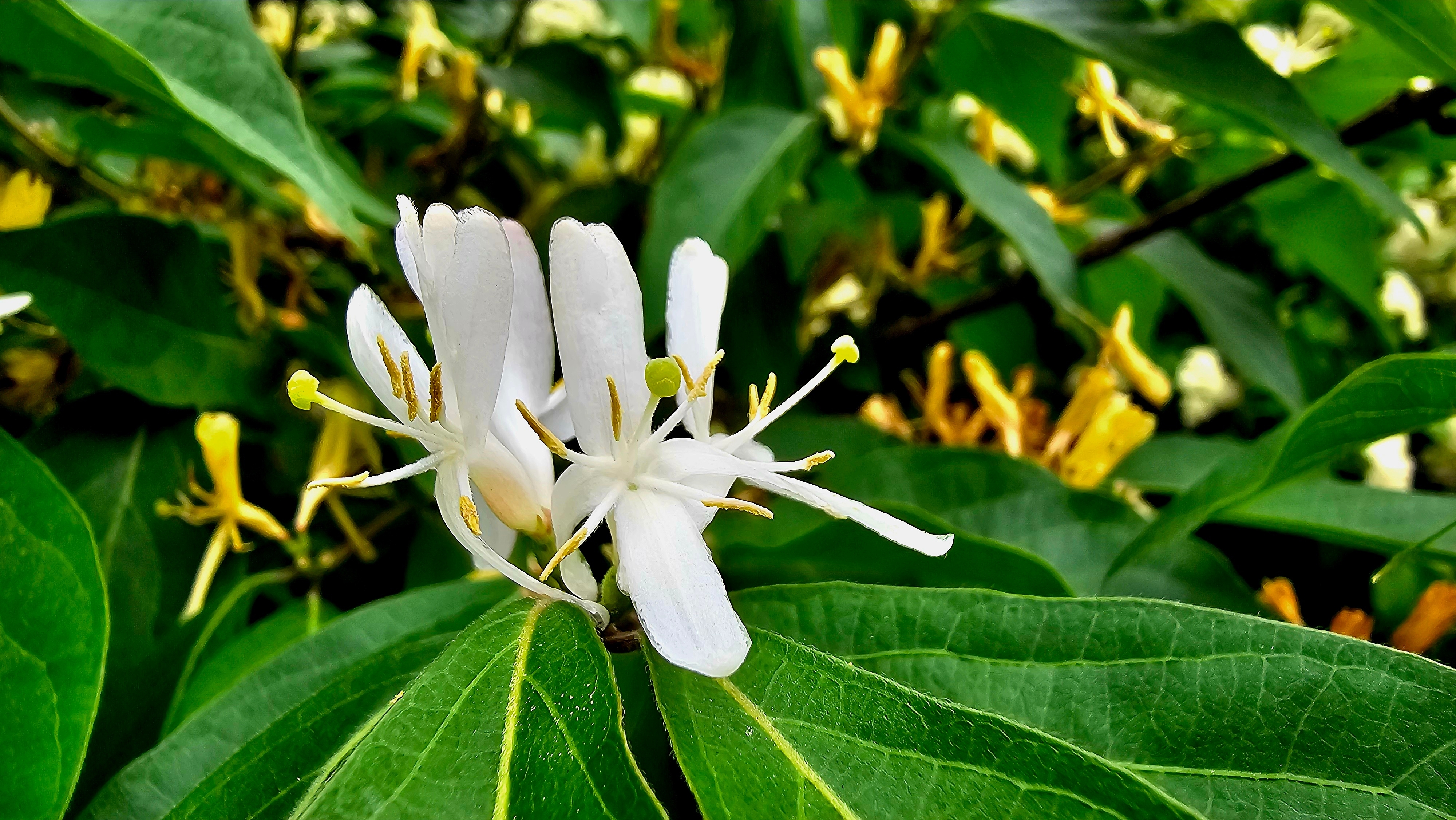 Lonicera 'Hall's Prolific'