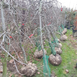 Appel boom Malus dom. 'Elstar' oude fruitboom