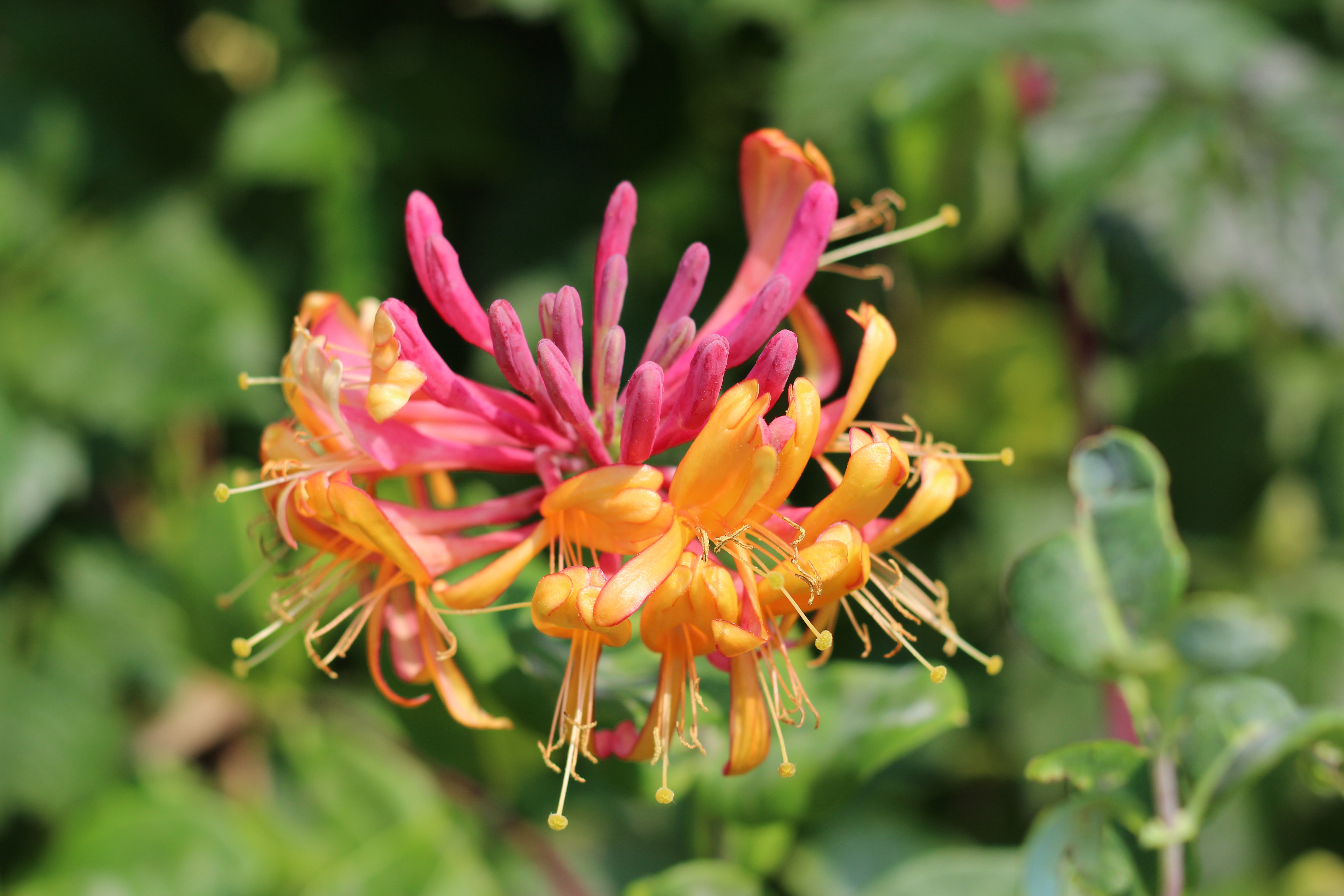 Lonicera heckr. 'Goldflame'