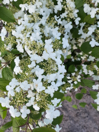 Viburnum plic. 'Kilimandjaro' -  Japanse Sneeuwbal