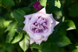Rosa 'Indigoletta'