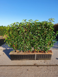 Prunus lus. ‘Angustifolia’ | kant en klaar haag Portugese laurier 70-90 cm.