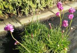 Armeria maritima Splendens - Engels gras