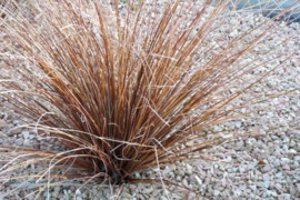 Carex buchananii 'Rode zegge'