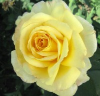 Rosa Golden Silk® Theeroos