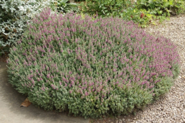 Teucrium lucidrys