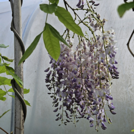 Wisteria Floribunda 'Jissai' blauwe regen