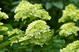 Hydrangea pan  'Little Lime' Mini Pluimhortensia