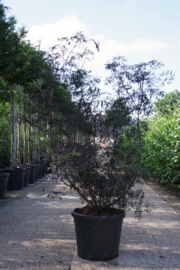 Sambucus nigra ‘Black Lace’ - Zwarte vlier struikvorm 150-200 cm.