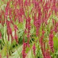 Persicaria amp. 'Firetail'