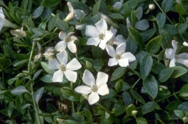 Vinca minor 'Alba'