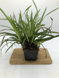 Carex morrowii 'Irish Green' - Zegge