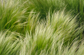 Stipa tenuissima