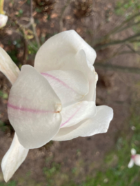 Magnolia soulangeana meerstammige beverboom tulpenboom