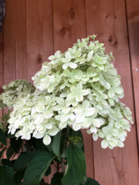 Hortensia | Hydrangea pan. 'Limelight' op stam