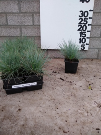 Festuca glauca (Blauw schapengras)